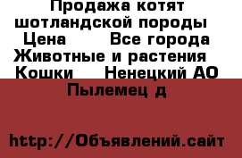 Продажа котят шотландской породы › Цена ­ - - Все города Животные и растения » Кошки   . Ненецкий АО,Пылемец д.